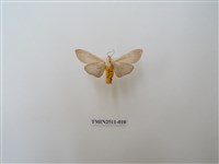 藏品(八點灰燈蛾)的圖片